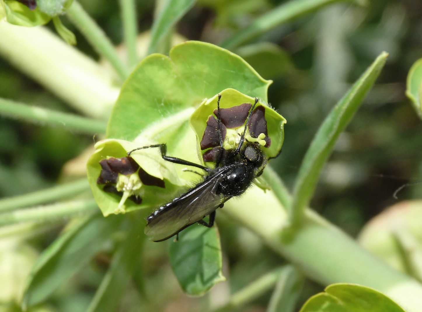 Bibio marci ♂ (Bibionidae)